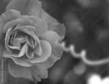 preview bw