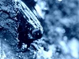 preview cold