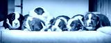 preview cold