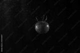 preview bw