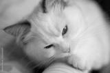 preview bw