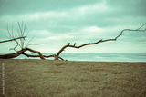 preview original