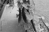 preview bw