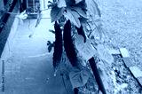 preview cold