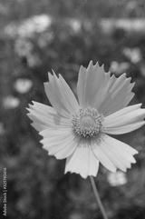 preview bw