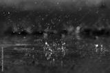 preview bw