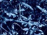 preview cold