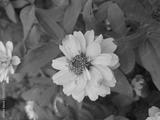 preview bw