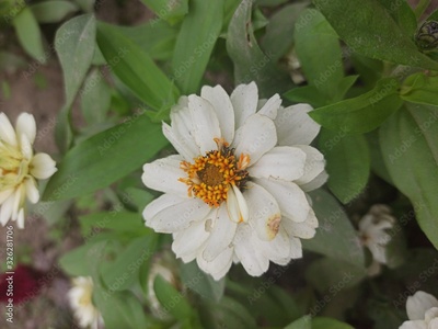 image to crop