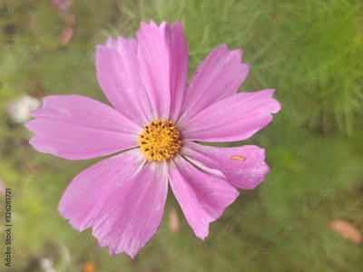 image to crop