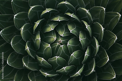 image to crop
