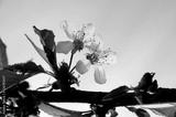 preview bw