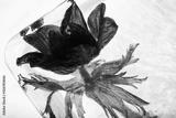 preview bw