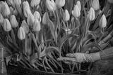 preview bw