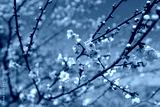 preview cold