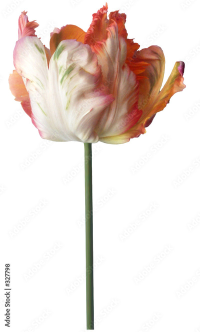 image to crop