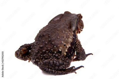 image to crop