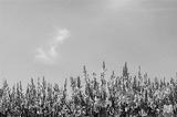 preview bw