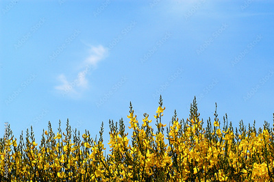 image to crop