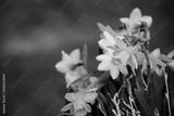 preview bw