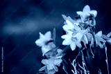 preview cold