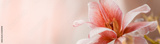 preview original