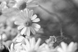 preview bw