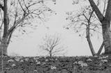 preview bw