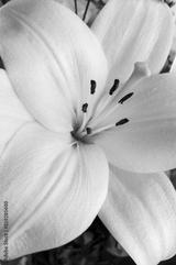 preview bw