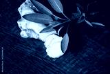 preview cold