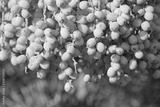 preview bw