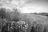 preview bw