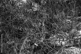 preview bw