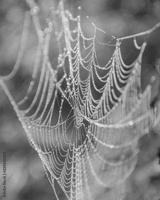 preview bw