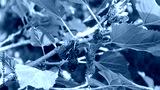 preview cold