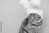preview bw