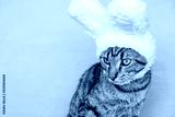 preview cold