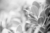 preview bw