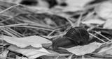 preview bw