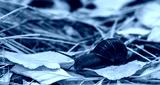 preview cold