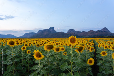 image to crop