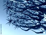 preview cold