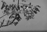 preview bw