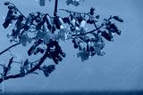 preview cold