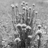 preview bw
