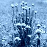 preview cold