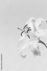 preview bw