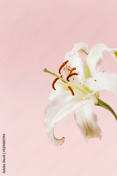 image to crop