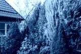 preview cold