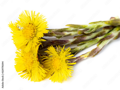 image to crop